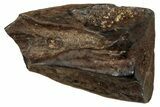 Fossil Triceratops Shed Tooth - Montana #350690-1
